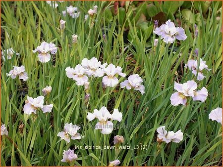 Iris sibirica &#39;Dawn Waltz&#39;