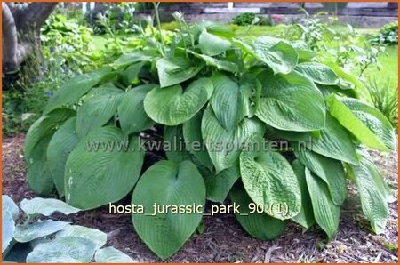 Hosta 'Jurassic Park'