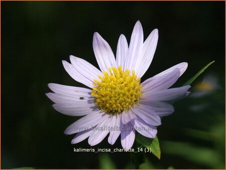 Kalimeris incisa &#39;Charlotte&#39;