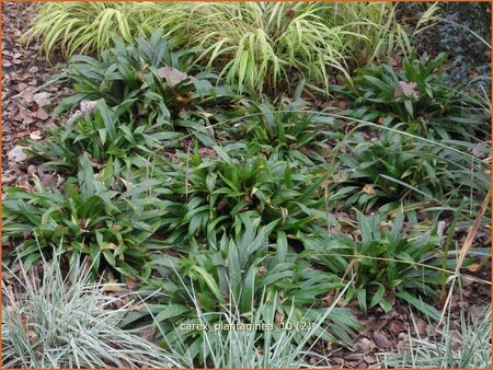 Carex plantaginea