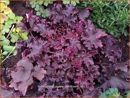 Heuchera &#39;Purple Petticoats&#39;