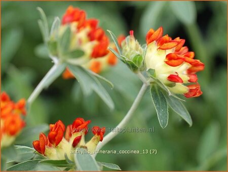 Anthyllis vulneraria coccinea