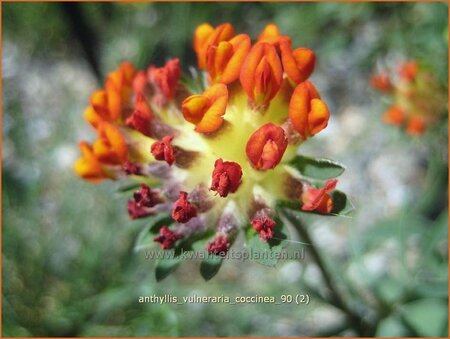 Anthyllis vulneraria coccinea