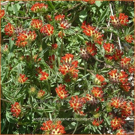 Anthyllis vulneraria coccinea