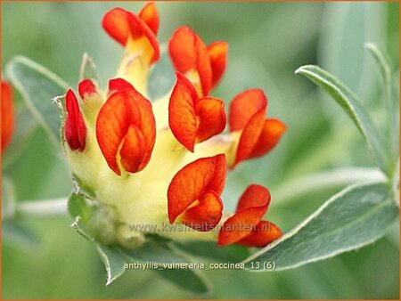 Anthyllis vulneraria coccinea