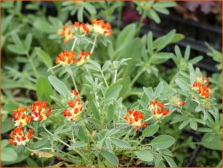 Anthyllis vulneraria coccinea
