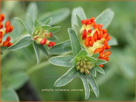 Anthyllis vulneraria coccinea
