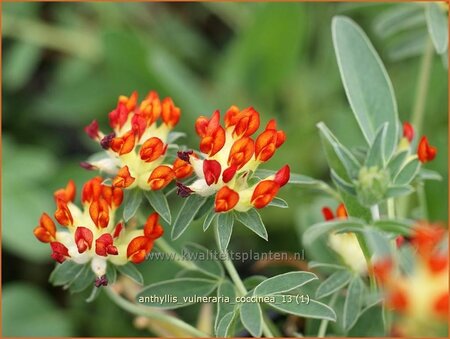 Anthyllis vulneraria coccinea