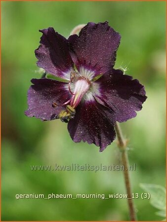 Geranium phaeum &#39;Mourning Widow&#39;