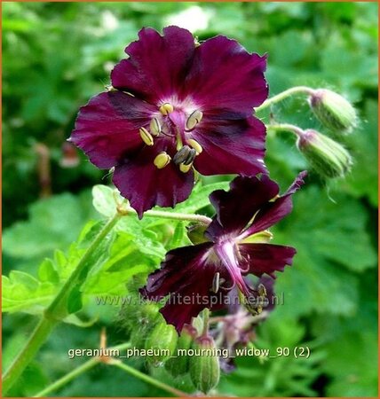 Geranium phaeum &#39;Mourning Widow&#39;