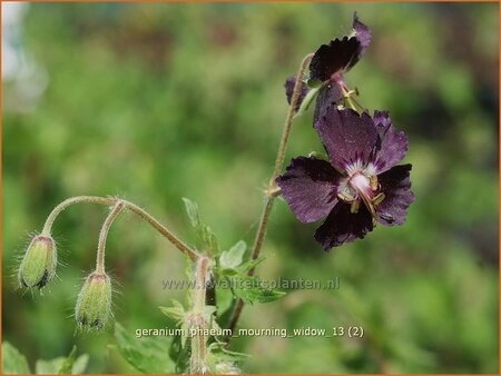 Geranium phaeum &#39;Mourning Widow&#39;