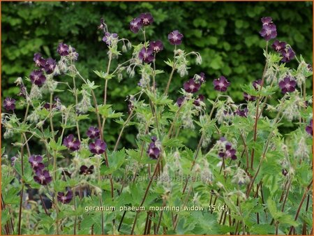 Geranium phaeum &#39;Mourning Widow&#39;