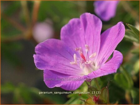 Geranium sanguineum 'Compactum'