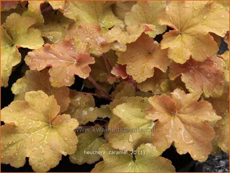 Heuchera &#39;Caramel&#39;