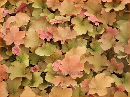 Heuchera 'Caramel'
