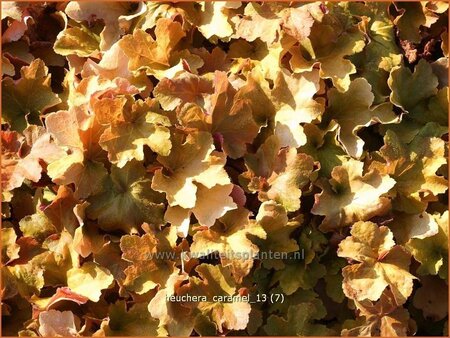 Heuchera 'Caramel'
