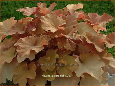 Heuchera 'Caramel'