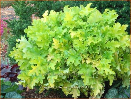 Heuchera 'Lime Marmalade'