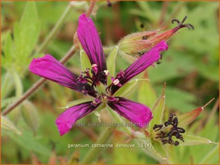 Geranium &#39;Catherine Deneuve&#39;