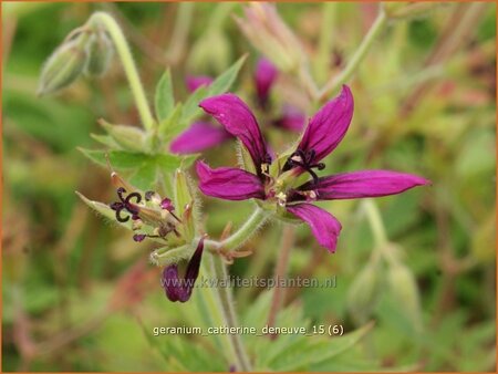 Geranium &#39;Catherine Deneuve&#39;