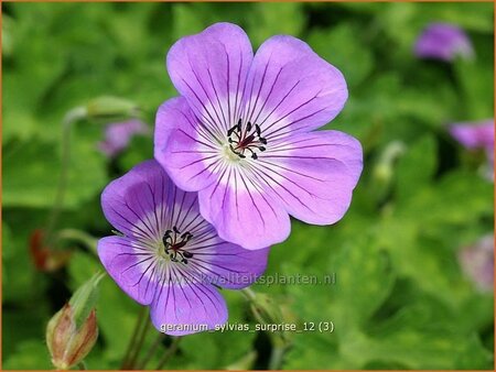 Geranium &#39;Sylvia&#39;s Surprise&#39;