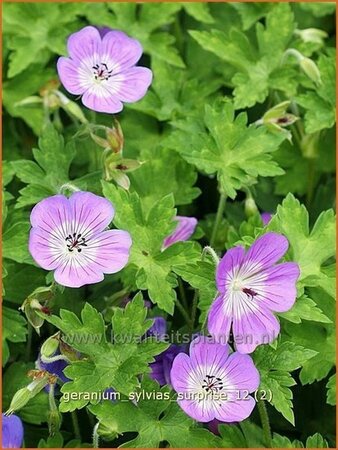 Geranium &#39;Sylvia&#39;s Surprise&#39;