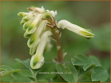 Corydalis ochroleuca