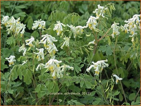 Corydalis ochroleuca