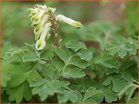 Corydalis ochroleuca