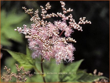 Filipendula purpurea &#39;Elegans&#39;