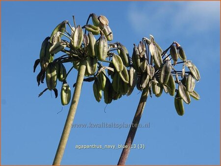 Agapanthus &#39;Navy Blue&#39;