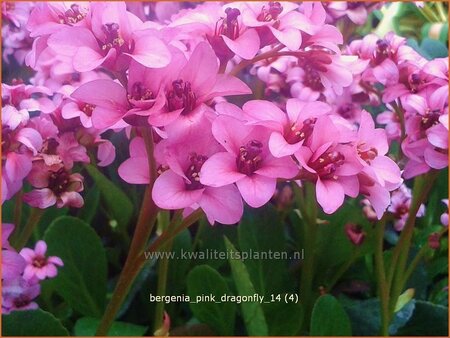 Bergenia &#39;Pink Dragonfly&#39;