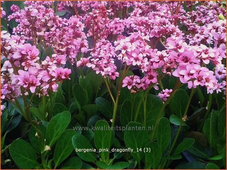Bergenia 'Pink Dragonfly'