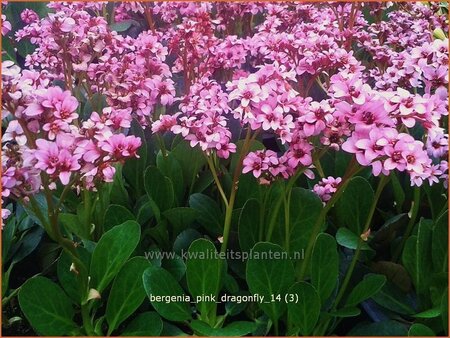 Bergenia &#39;Pink Dragonfly&#39;