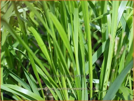 Calamagrostis acutiflora 'Waldenbuch'