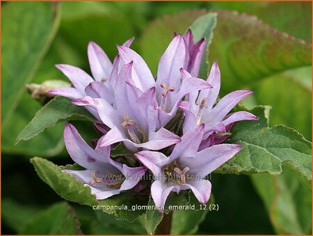 Campanula glomerata &#39;Emerald&#39;