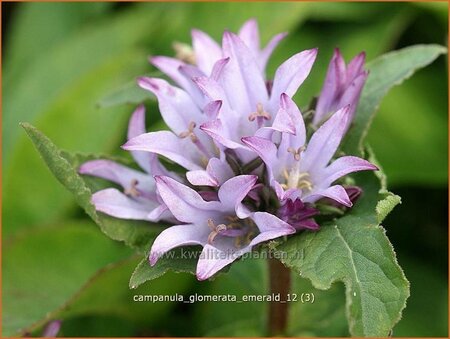 Campanula glomerata &#39;Emerald&#39;