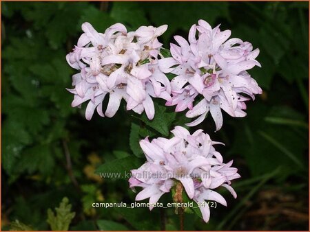 Campanula glomerata &#39;Emerald&#39;