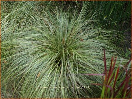 Carex comans &#39;Amazon Mist&#39;