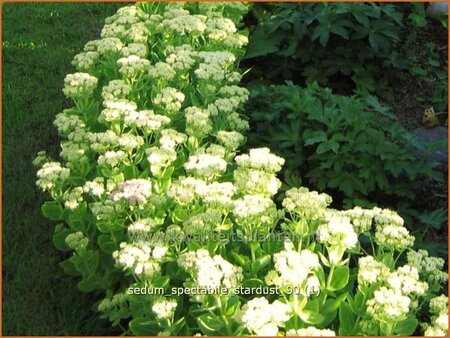 Sedum spectabile &#39;Stardust&#39;