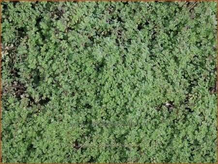 Thymus praecox &#39;Pseudolanuginosus&#39;