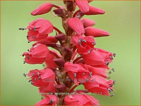 Persicaria amplexicaulis &#39;JS Caliente&#39;