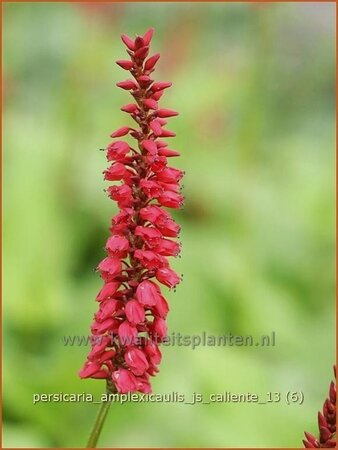 Persicaria amplexicaulis &#39;JS Caliente&#39;