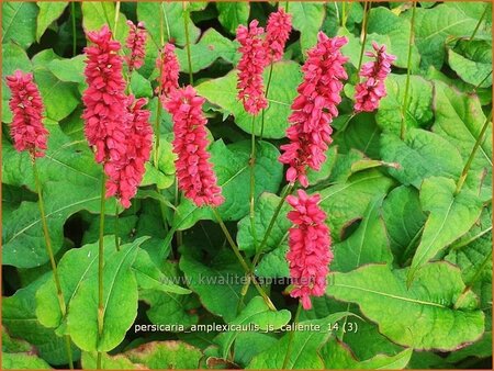 Persicaria amplexicaulis &#39;JS Caliente&#39;