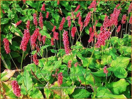 Persicaria amplexicaulis &#39;JS Caliente&#39;