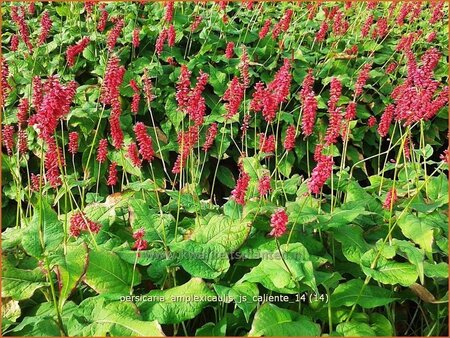 Persicaria amplexicaulis &#39;JS Caliente&#39;