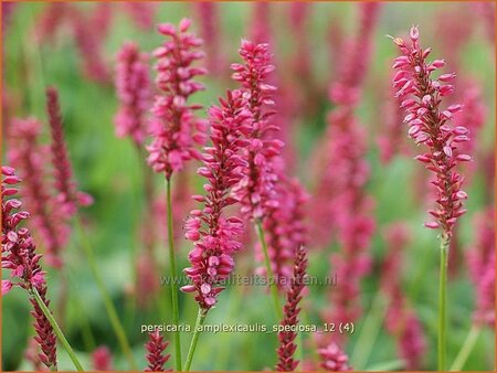 Persicaria amplexicaulis &#39;Speciosa&#39;
