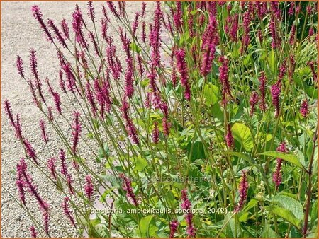 Persicaria amplexicaulis &#39;Speciosa&#39;