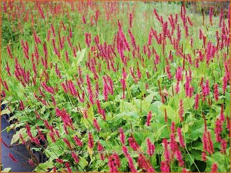 Persicaria amplexicaulis &#39;Speciosa&#39;