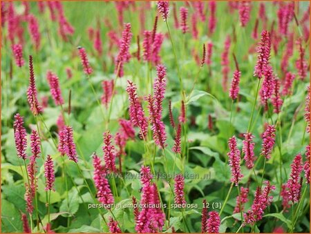 Persicaria amplexicaulis &#39;Speciosa&#39;